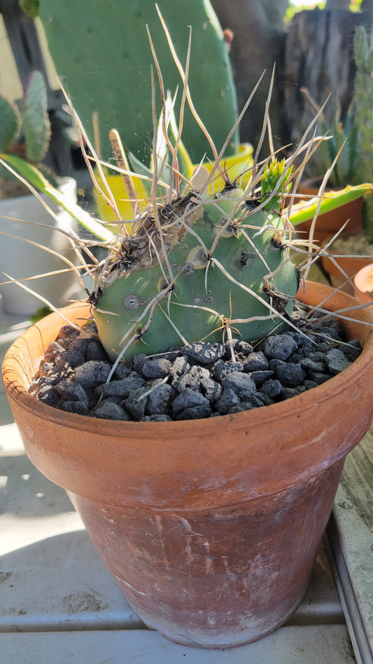 Potted Cacti $12