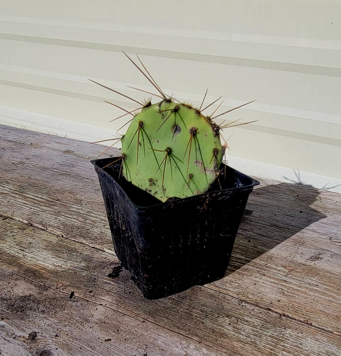 Opuntia Engelmannii 4"