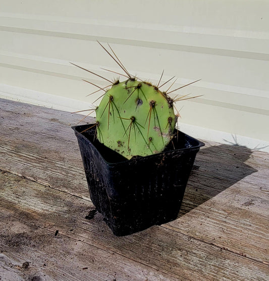 Opuntia Engelmannii 4"