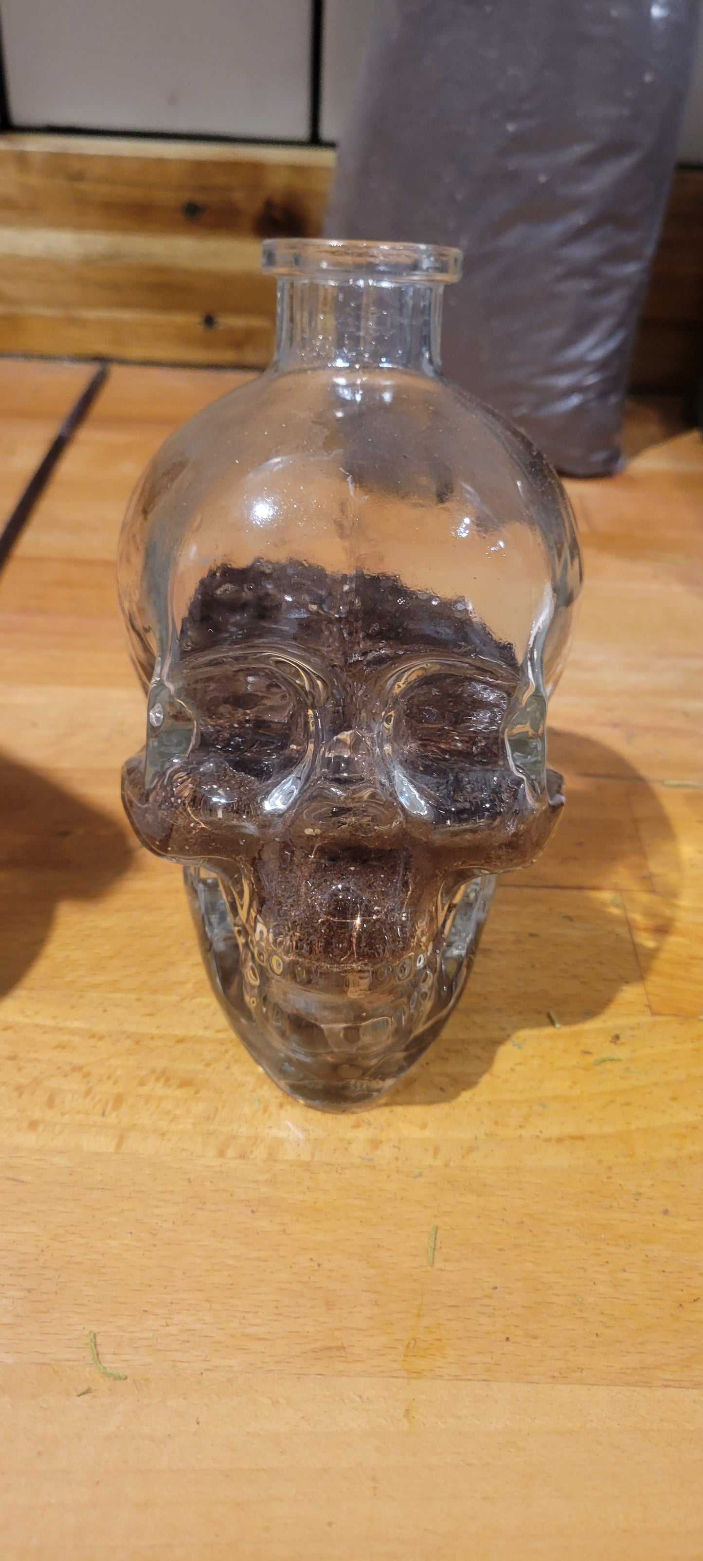 Skull Terrarium