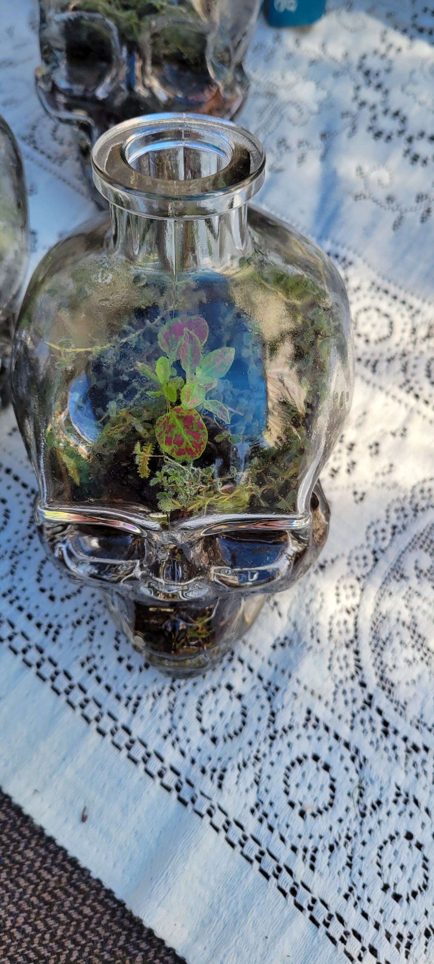 Skull Terrarium