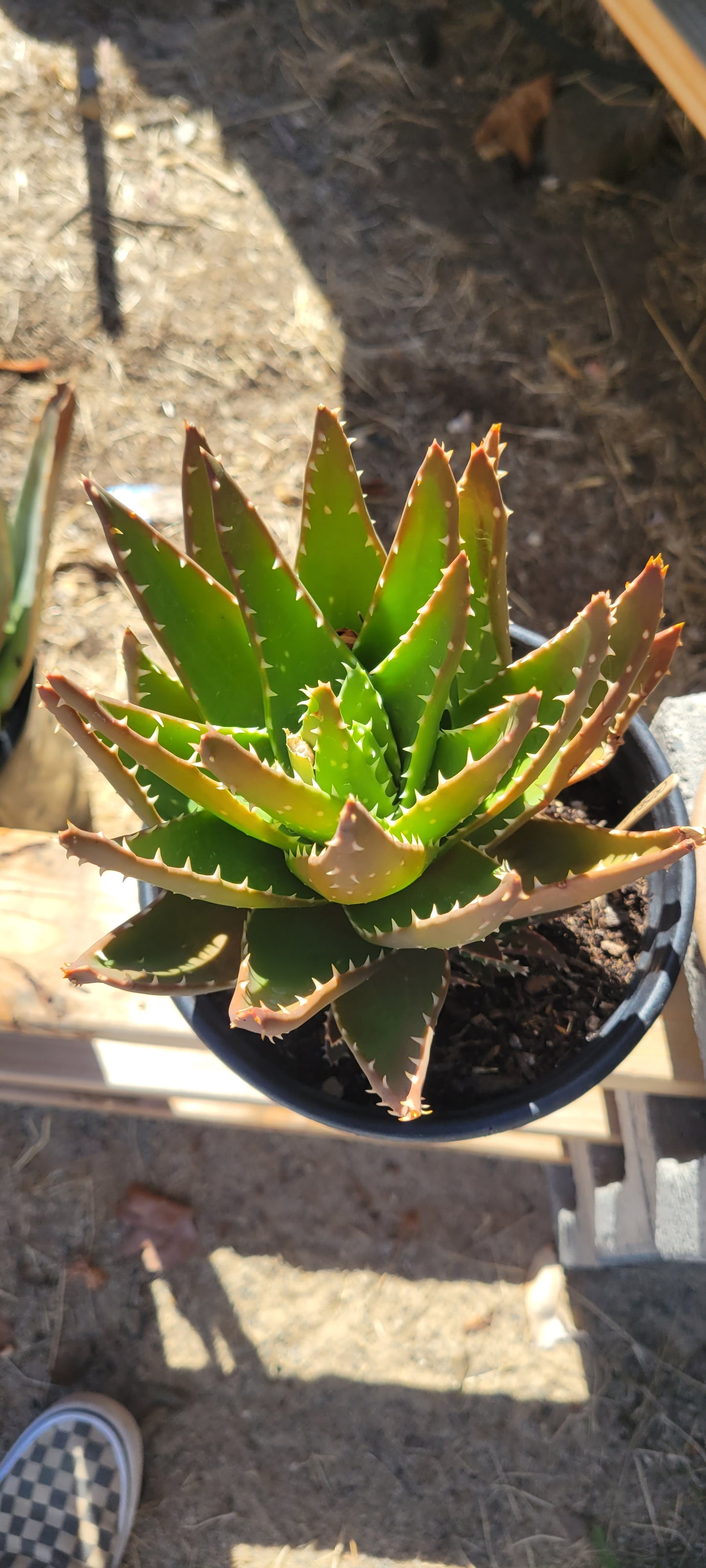 1Gal Aloe Crosby's Prolific