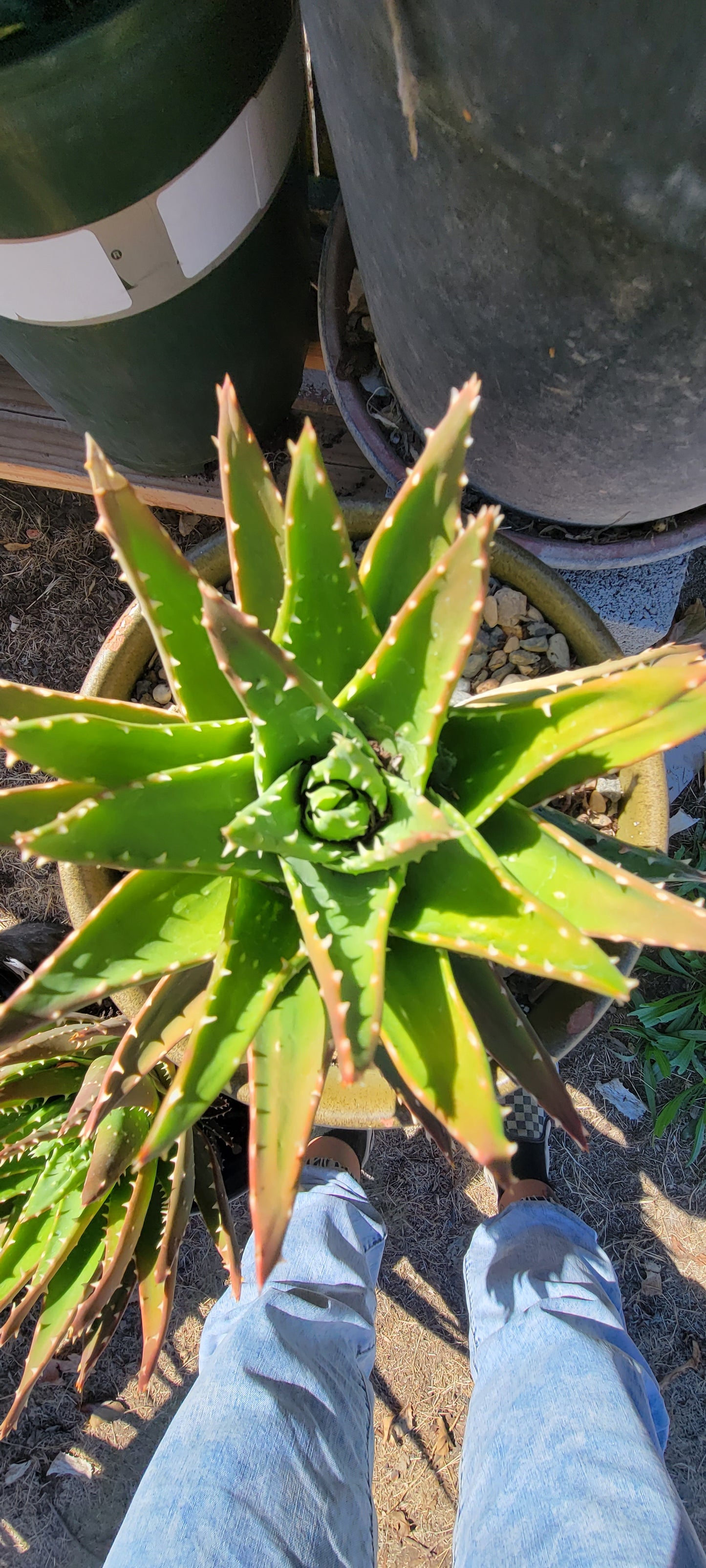 1Gal Aloe Crosby's Prolific