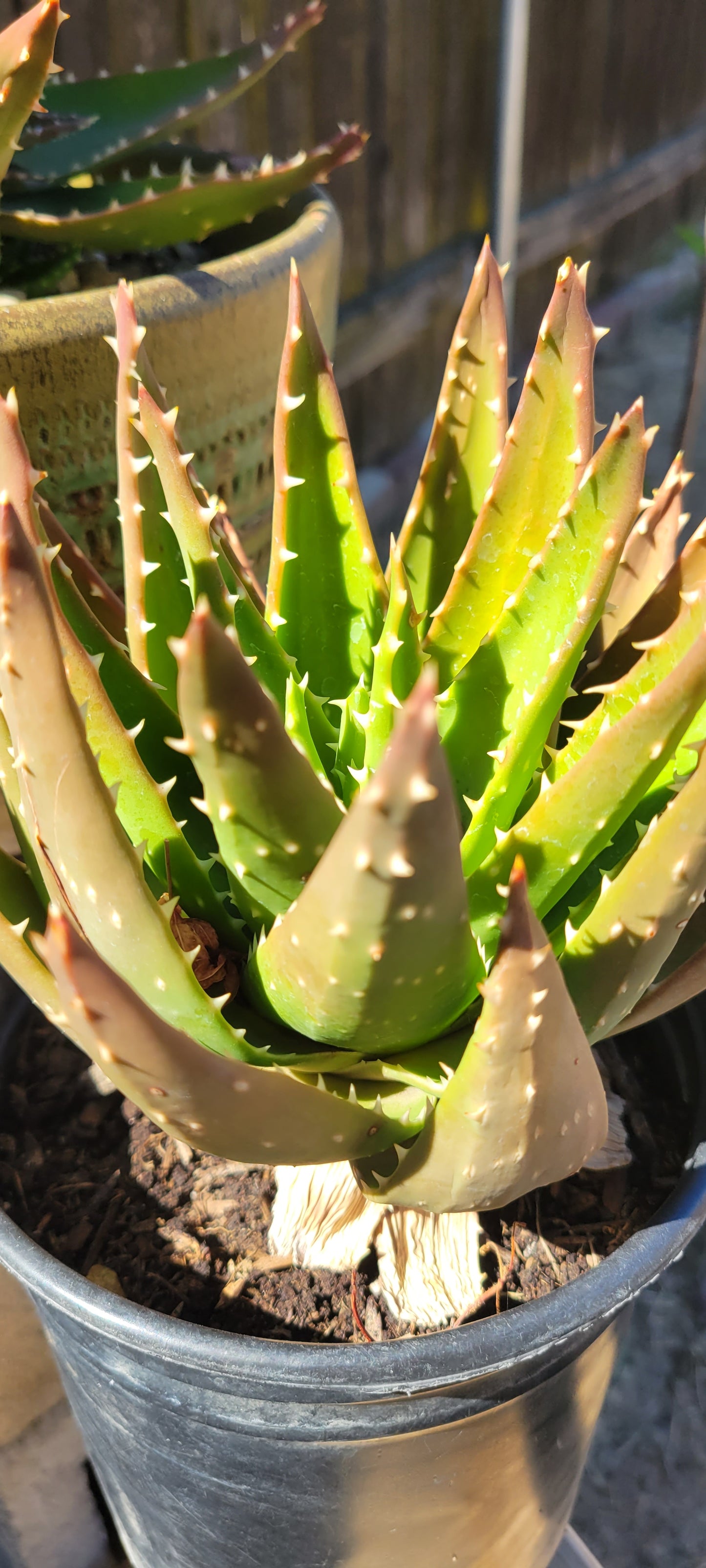 1Gal Aloe Crosby's Prolific