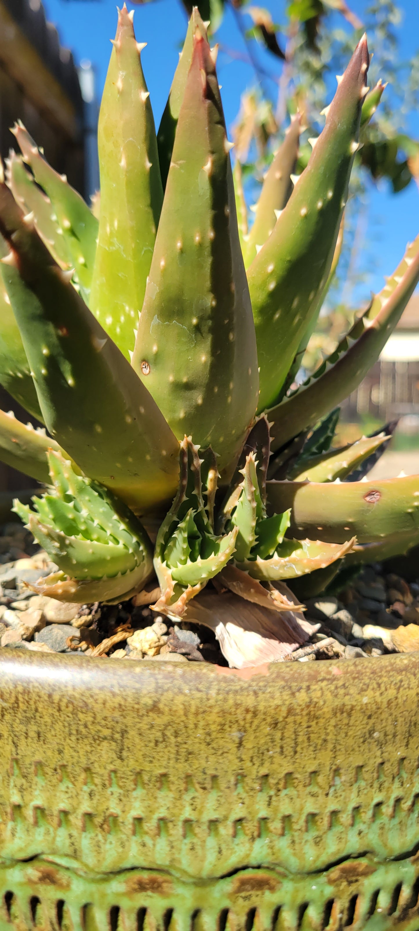 1Gal Aloe Crosby's Prolific