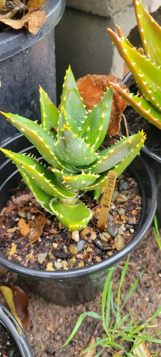 2 Gal Aloe Perfoliata Distans