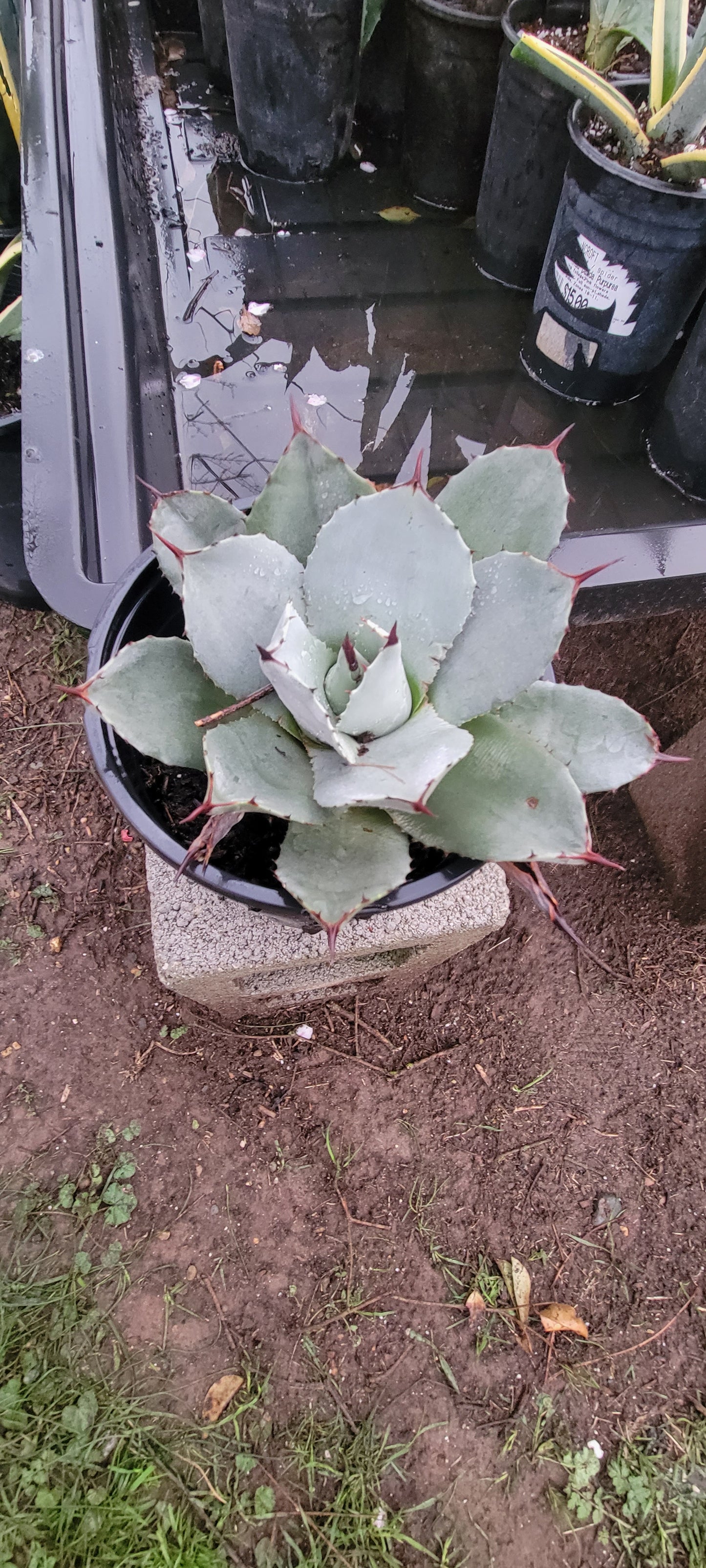 2 Gal Agave Parryi "Artichoke"